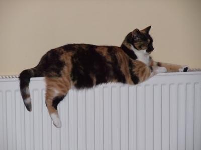 Jemima on the radiator