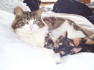 Photo of Nutkin and Jemima