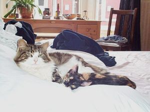 Photo of Nutkin and Jemima