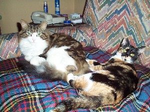 Photo of Nutkin and Jemima