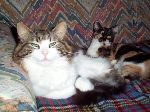 Photo of Nutkin and Jemima