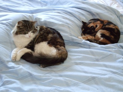 Photo of Jemima and Nutkin