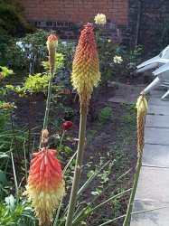 Red Hot Pokers