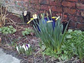 Daffodils in my garden