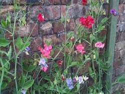 Sweet Peas