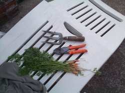 My first crop of carrots