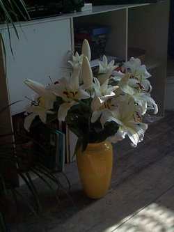 Lillies