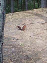 Red squirrel