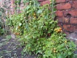 Tomatoes ripening in my garden