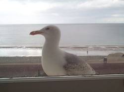 Seagull at the bedroom window