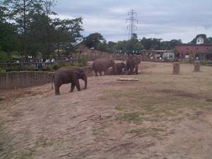 Chester Zoo