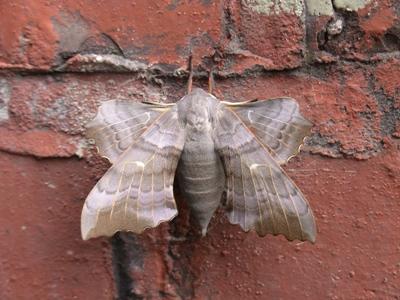 Elephant Moth