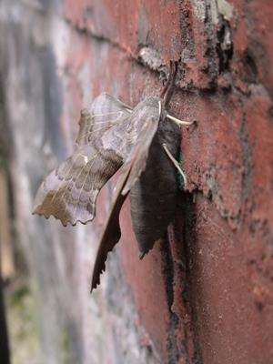 Elephant Moth