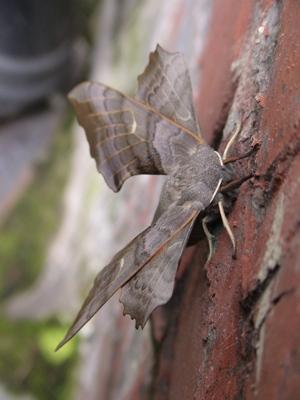 Elephant Moth