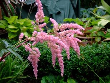 Astilbe in the garden