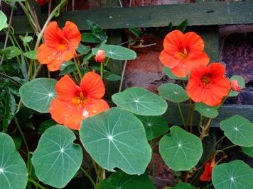 Nasturtiums in the garden