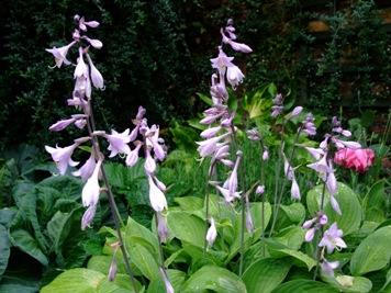 Hosta flowers in the garden