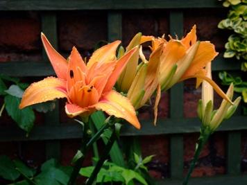 African lilies in the garden