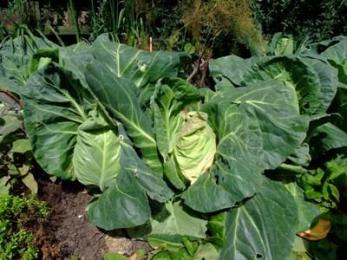 Cabbages in the garden