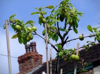 Plums in the garden