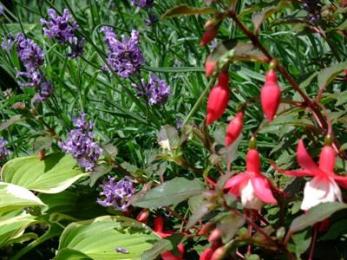 Lavender and Fuchsia in the garden