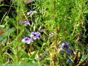 Pond plants in the garden