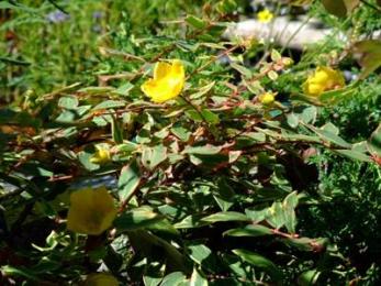 St John's Wort in the garden