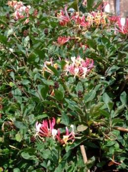 Honeysuckle in the garden