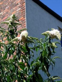 Buddleja in the garden