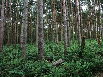 Meer Sands Wood