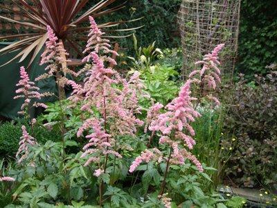 Astilbe