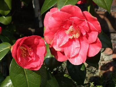 Camelia