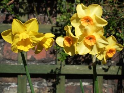 Daffodils