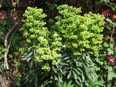 Euphorbia