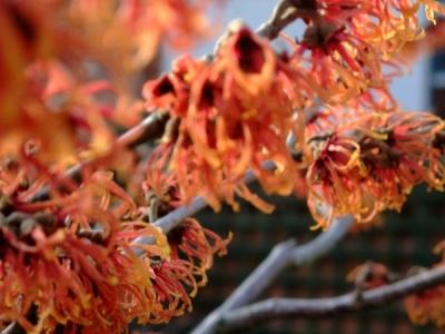 Witch hazel in bloom