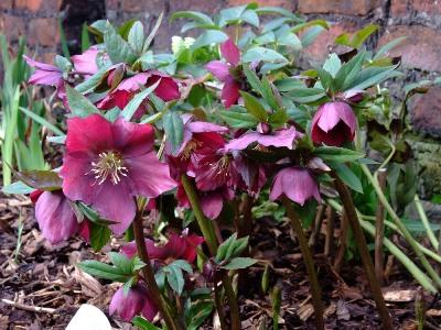 Helebores