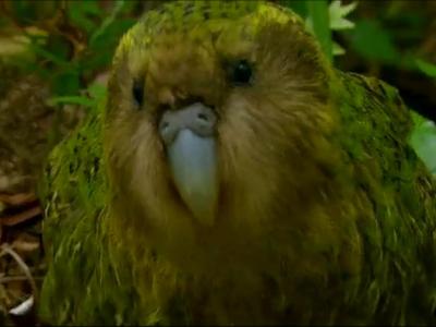 Kakapo