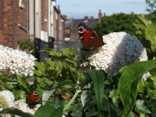 Peacock Butterflies on the Buddleja