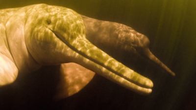 Pink River Dolphins