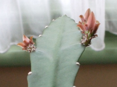 Flowering cactus