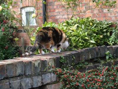 Jemima in the garden