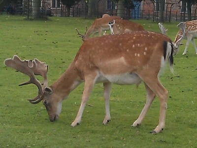 Dunham Massey