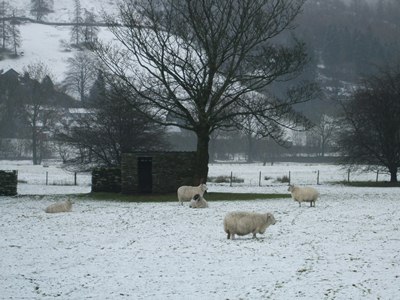 Sheep in the snow in the Lakes