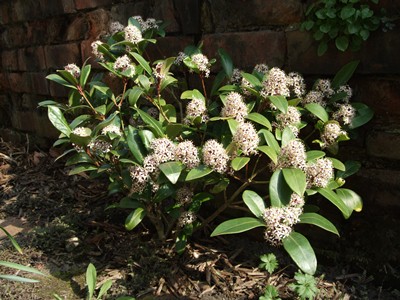 Skimmia