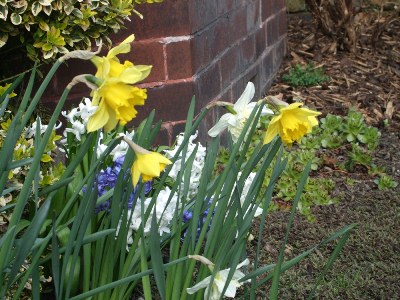 Front garden