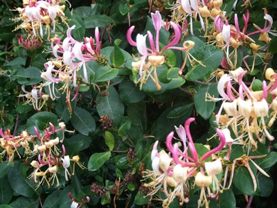 Honeysuckle