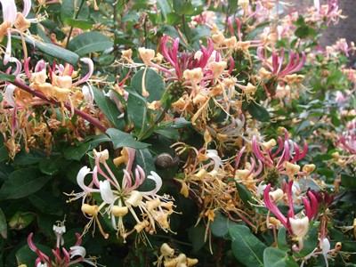 Honeysuckle