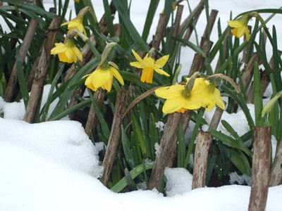 Snow in the back garden