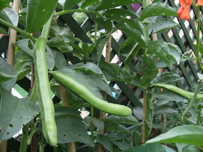 Broad beans