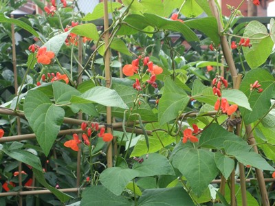 Runner beans